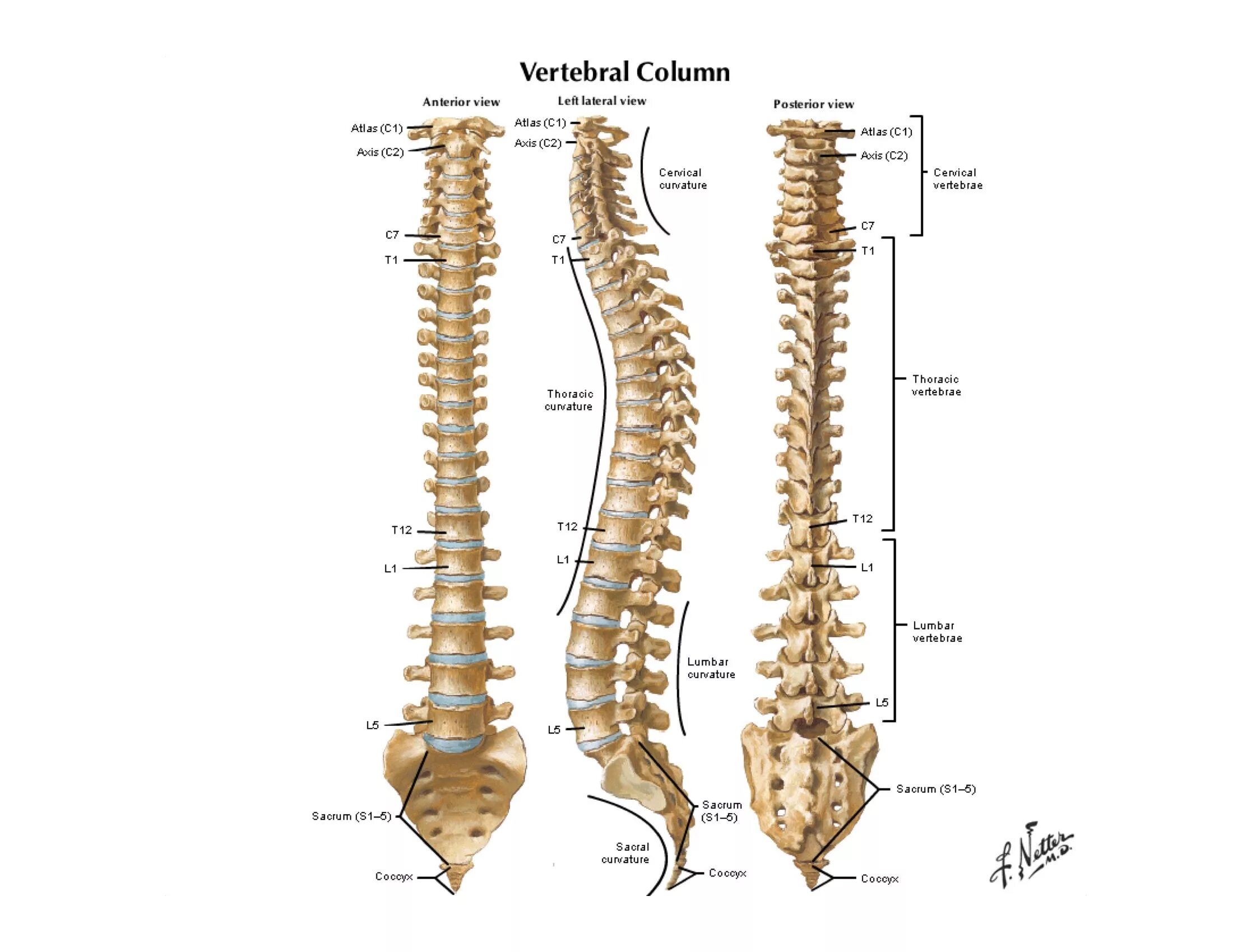 Позвоночник человека строение фото Anatomy bones, Anatomy and physiology, Human spine