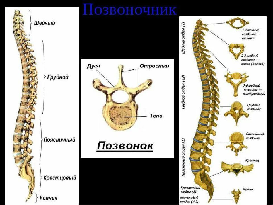 Позвоночник человека строение фото Название позвонков позвоночника человека