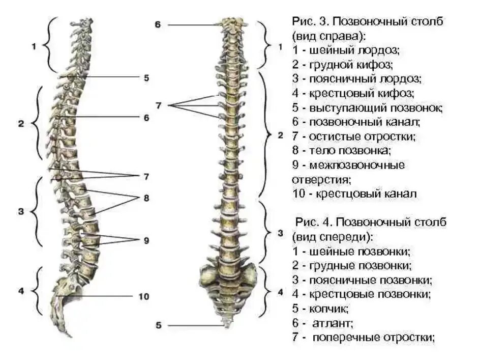 Позвоночник человека строение фото Сколько шейных позвонков в позвоночнике