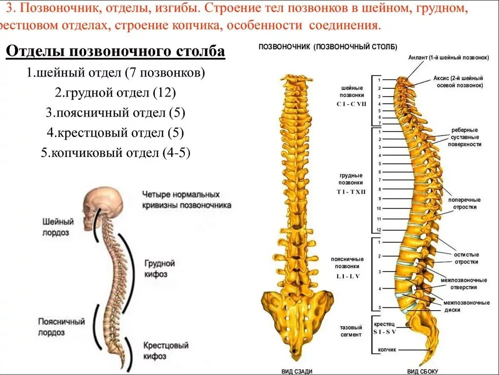 Позвоночник человека строение фото Какой отдел позвоночника человека