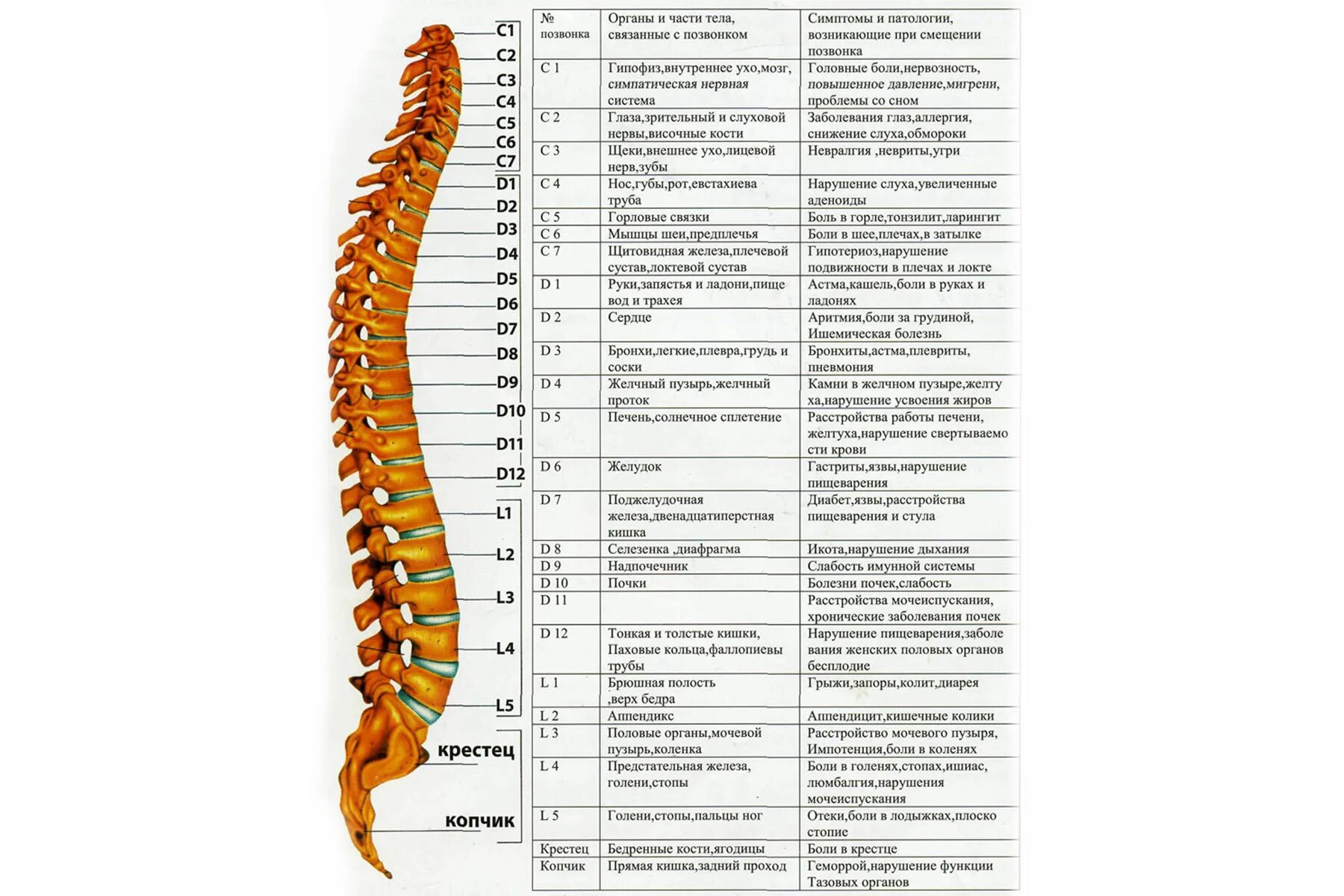Позвоночник человека строение нумерация фото Методы оздоровления :: Точечный массаж