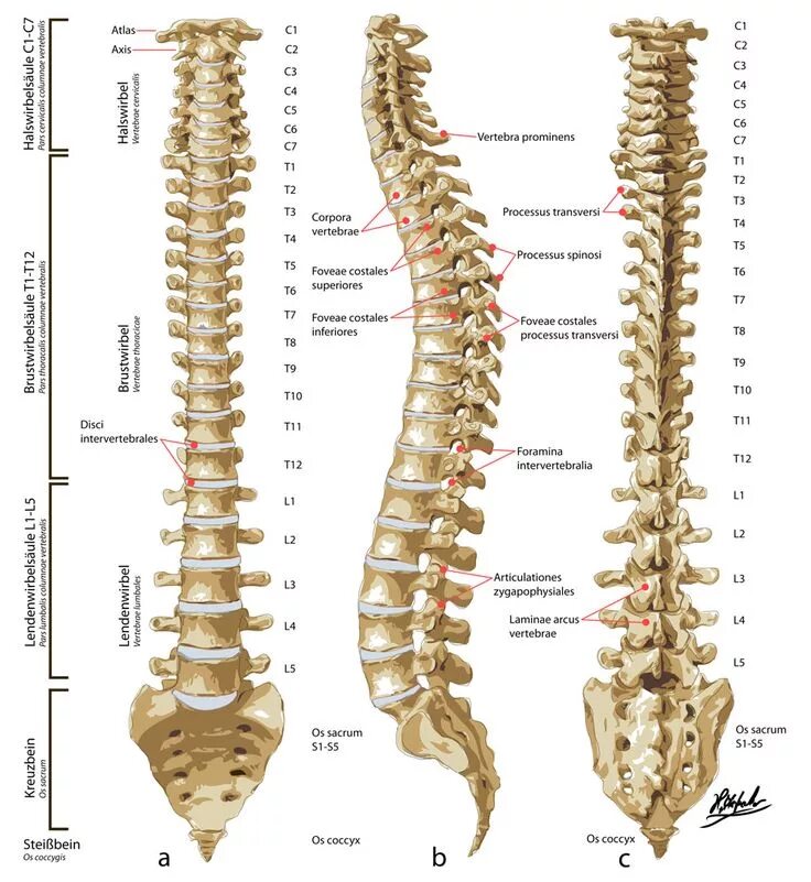 Позвоночник человека строение нумерация фото Sygdomslære Thoracic vertebrae, Spinal surgery, Spinal column