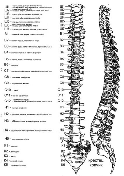 Позвоночник человека строение нумерация фото Позвоночник - Фотография 3 из 5 ВКонтакте