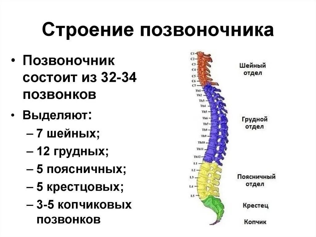 Позвоночник человека строение нумерация позвонков фото Основные отделы позвоночника птицы