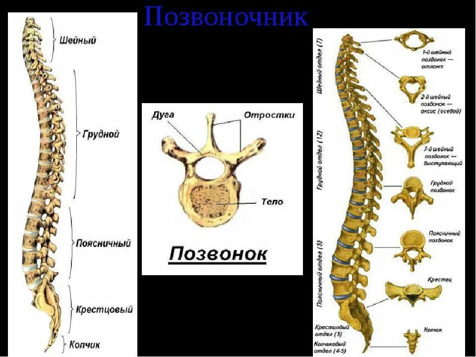 Позвоночник человека строение нумерация позвонков фото Название позвонков позвоночника человека