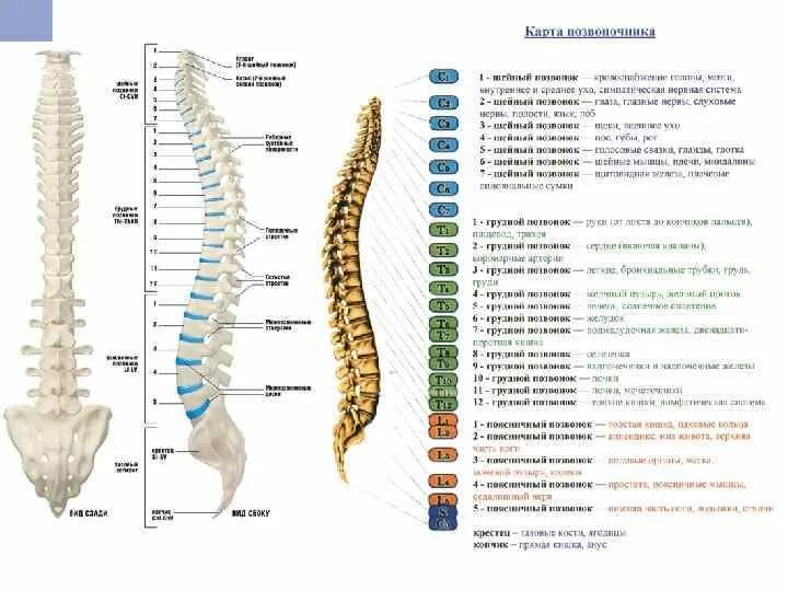 Позвоночник человека строение нумерация позвонков фото 7 й позвонок: найдено 85 изображений