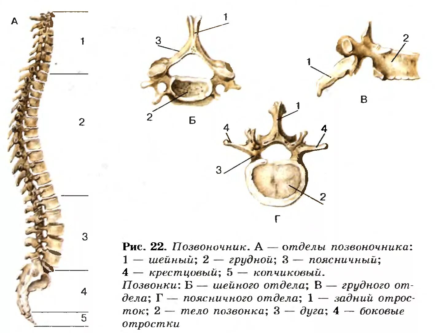Позвоночник человека строение позвонки фото Основные отделы позвоночника птицы
