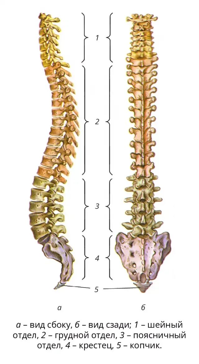 Позвоночник человека строение позвонки фото Копчик. Большая российская энциклопедия