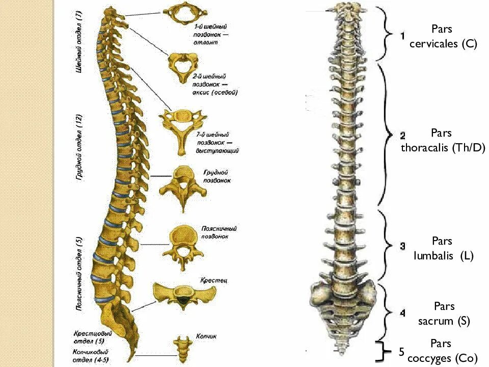 Позвоночник человека строение позвонки фото Остеология ( osteologia ) - презентация