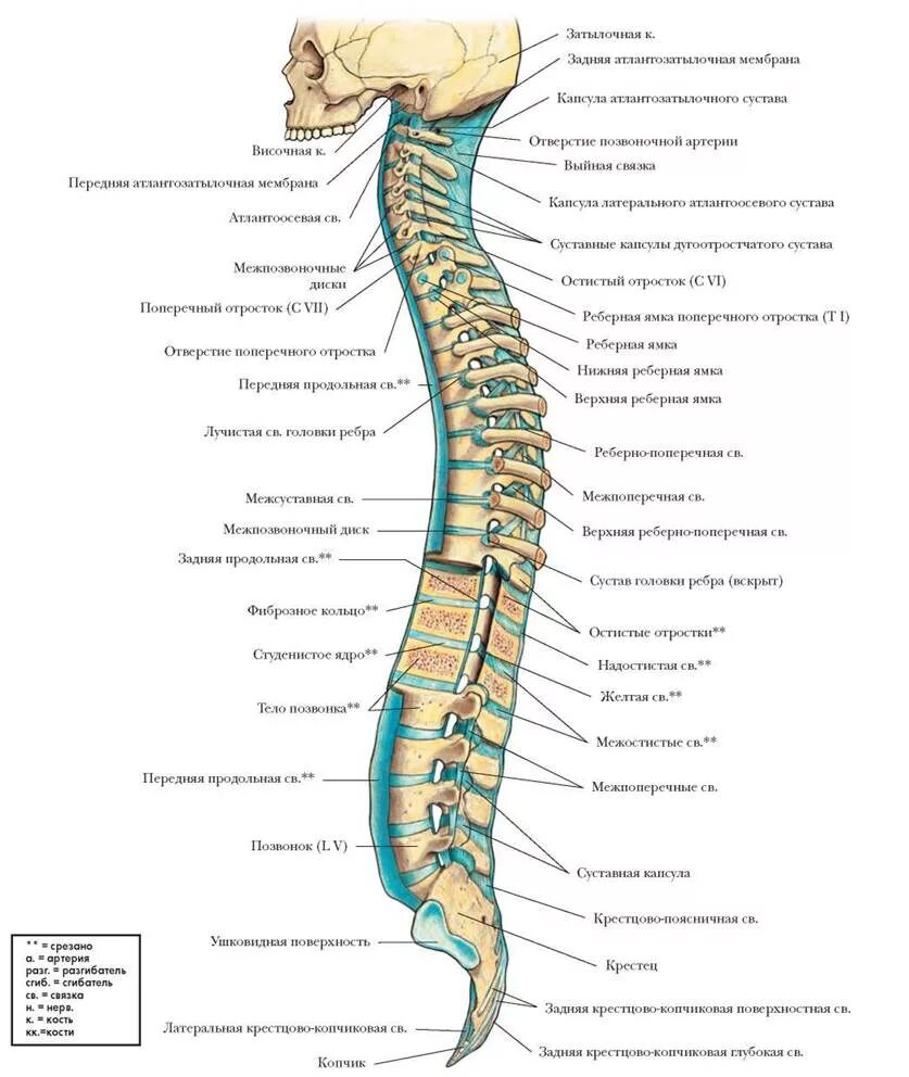 Позвоночник человека строение позвонки фото ПОЗВОНОЧНИК - СУСТАВЫ И СВЯЗКИ - БОЛЬШОЙ АТЛАС АНАТОМИИ ЧЕЛОВЕКА - 2013