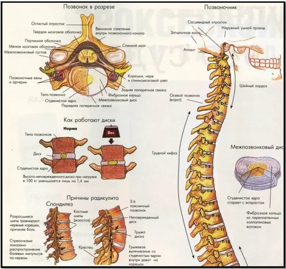 Позвоночник человека строение позвонки фото Вид кости позвоночника