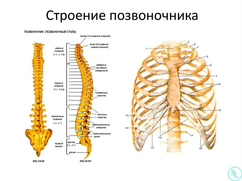 Позвоночник человека строение позвонки фото Позвоночник человека - анатомия, позвонки, изгибы и отделы