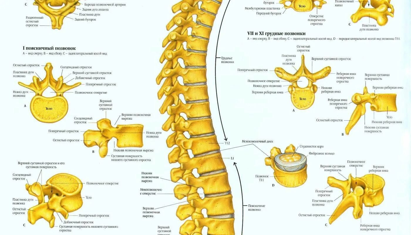 Позвоночник человека строение позвонки фото Картинки ПОЗВОНКИ