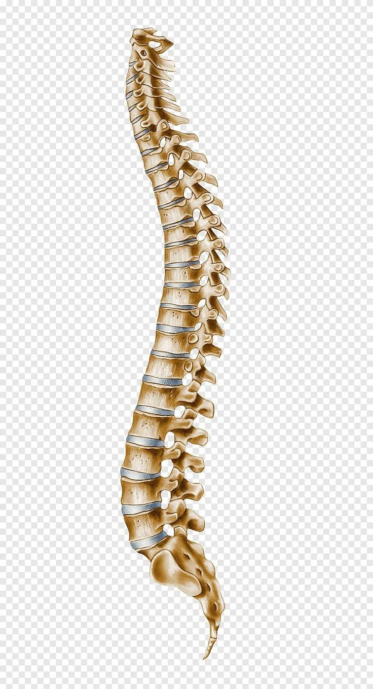 Позвоночник фото кости Human bones, Human vertebral column Atlas Cervical vertebrae, spine, anatomy, hu