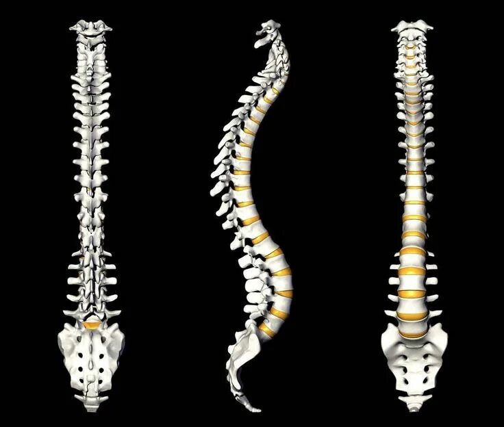 Позвоночник фото кости #Tailbone pain: Causes diagnosis and relief http://bit.ly/2xjFD8N #iffieokoronkw