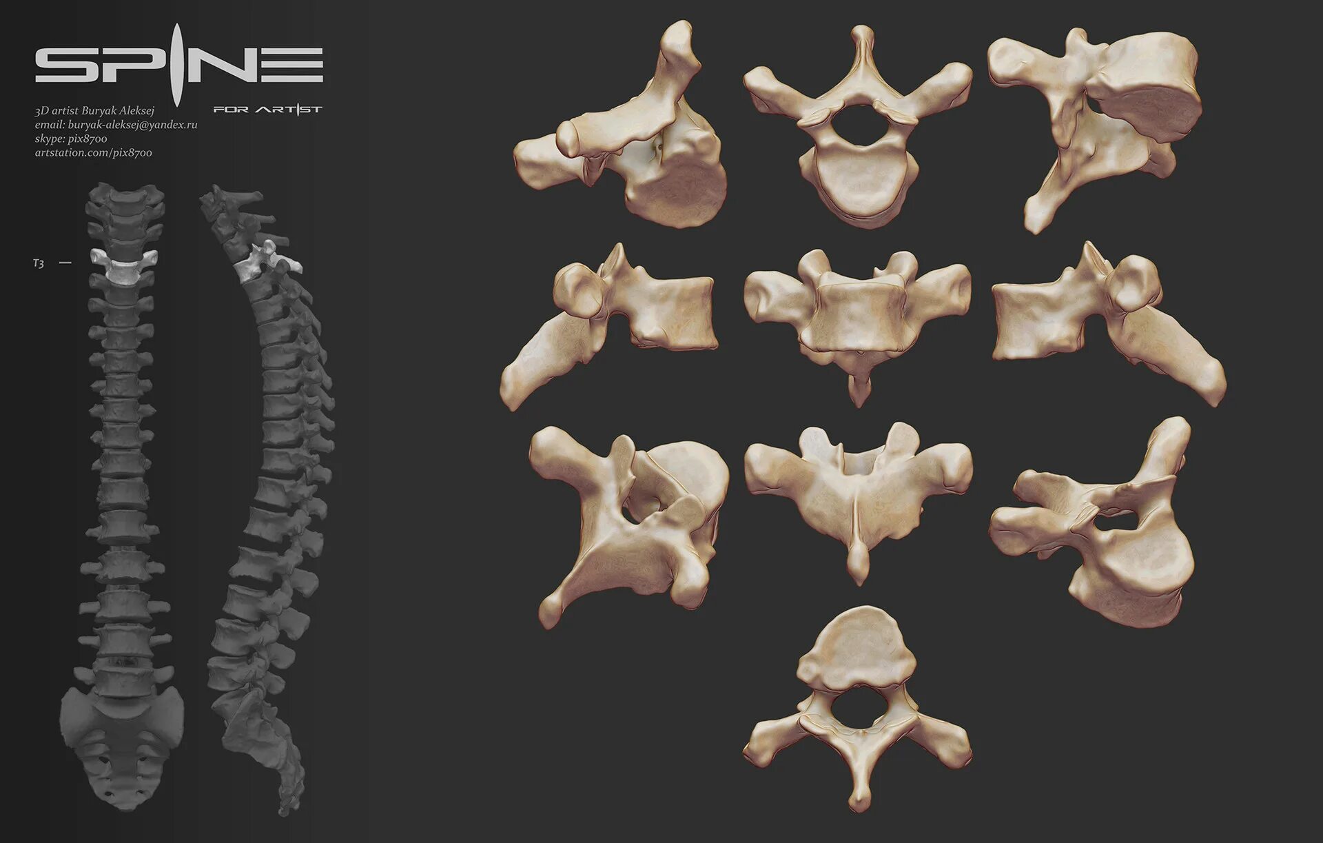 Позвоночник фото кости ArtStation - Scan spine for artists and sculptors