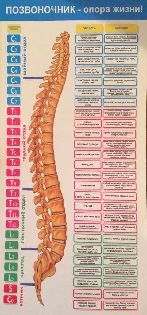 Позвоночник фото с номера позвонков Бесплатный массаж спины в дар (Москва, Зеленоград, Одинцово). Дарудар