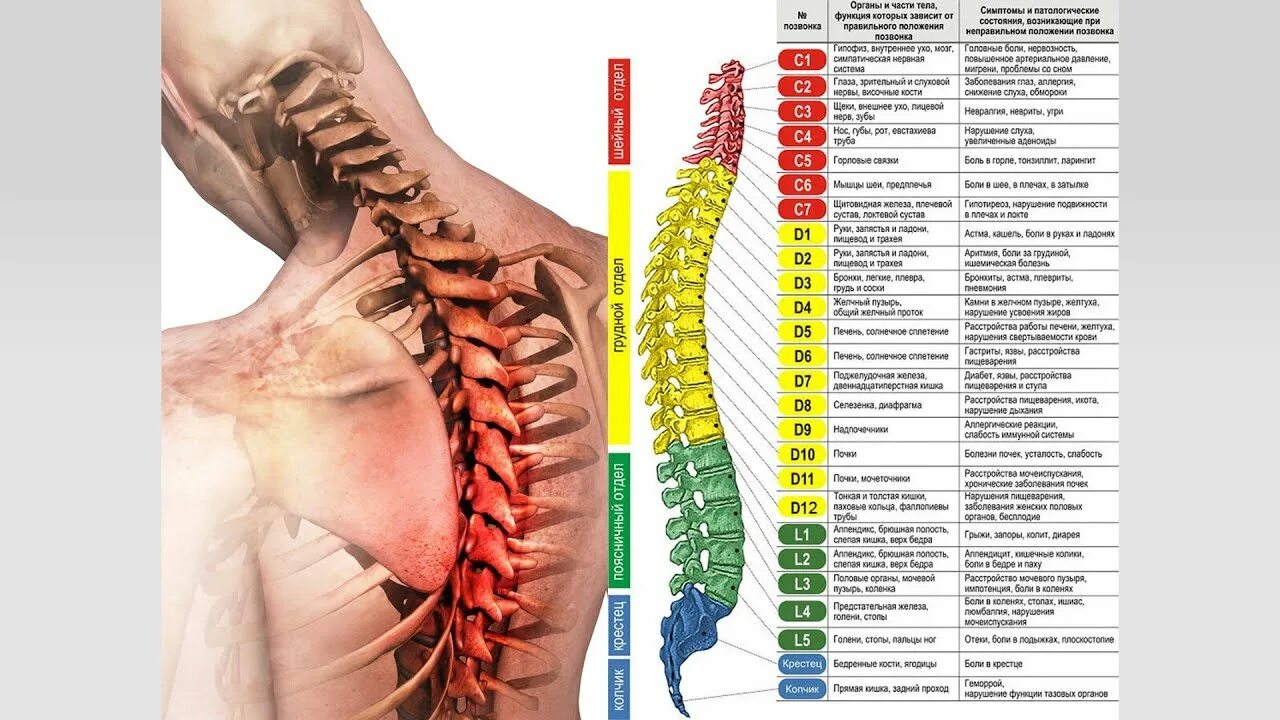 Позвоночник фото схема С чего начать, если болит спина, меняется походка - "Лечение движением!" - YouTu