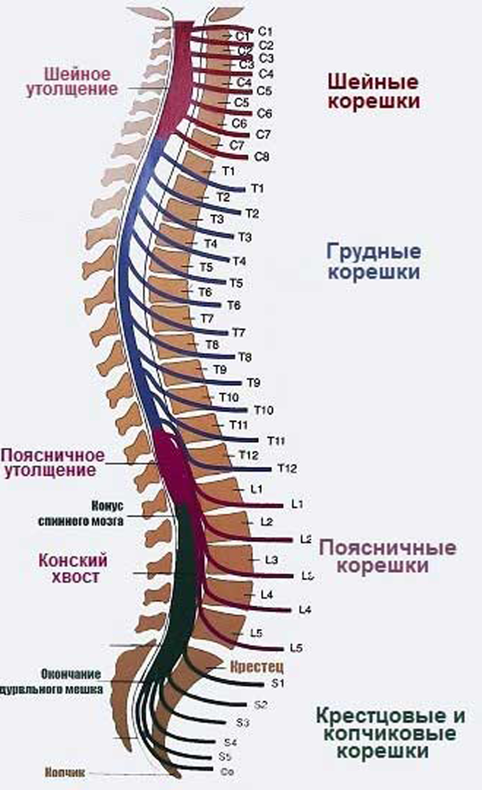 Позвоночное древо Атлет из Шоушенка Дзен