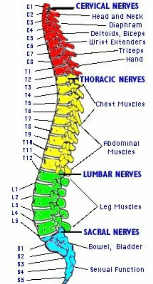 Позвоночник фото схема My spine injuries involve fusions of C-4, C-5, C-6, C-7, L-4, L-5, & S-1, plus n