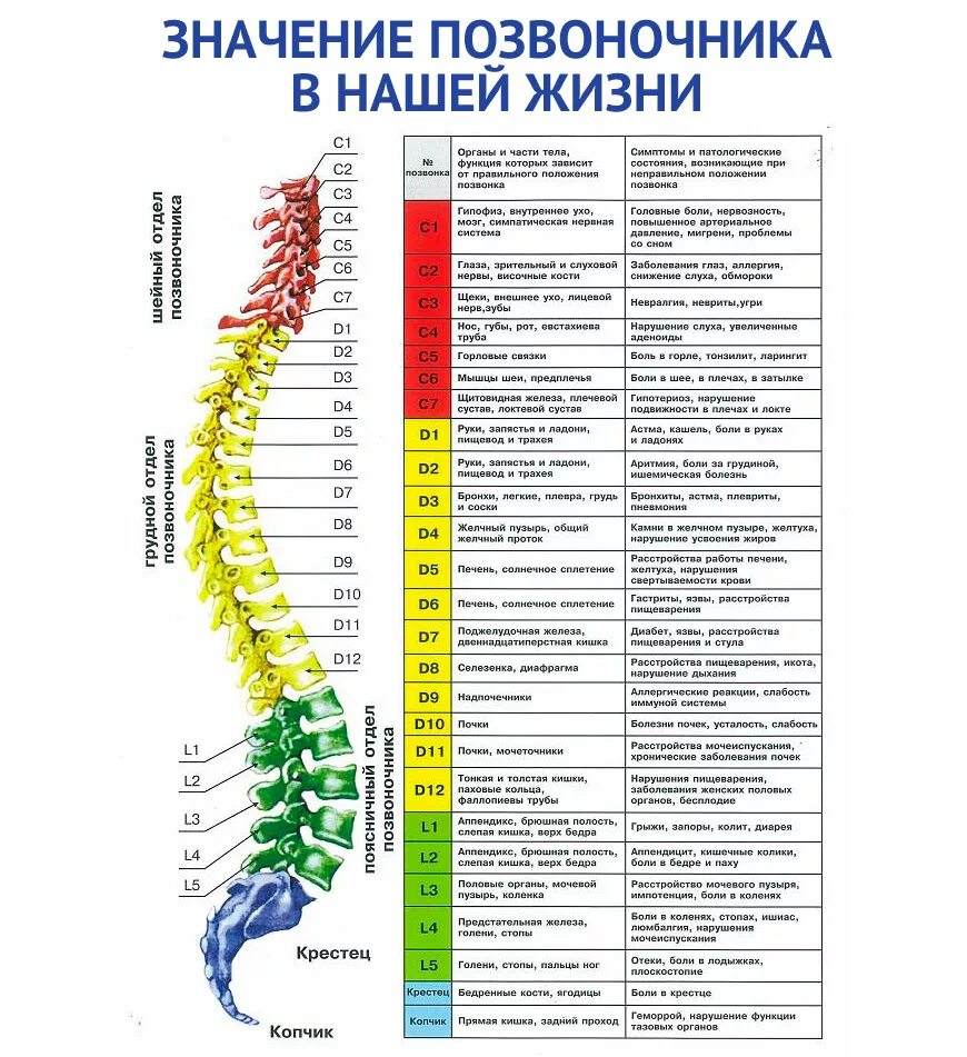 Позвоночник фото схема Свинг-машина Healthy Spine GESS-080. Купить в Москве и области. Доставка по всей