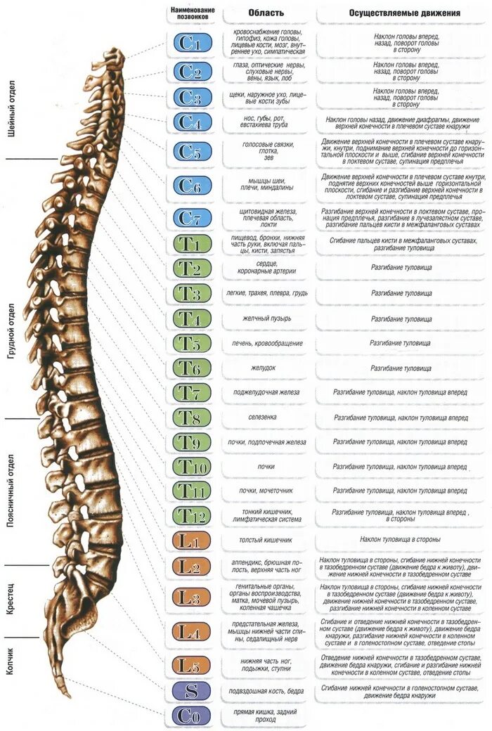 Позвоночник отделы фото и названия Номера позвонков схема