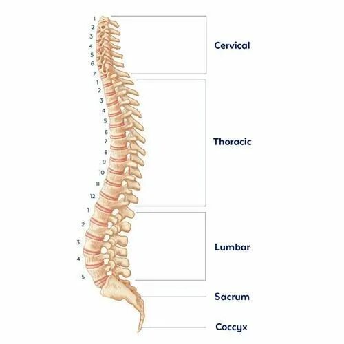 Позвоночник отделы фото и названия Anatomy of the Spine Globus Medical Spine health, Cervical, Spines