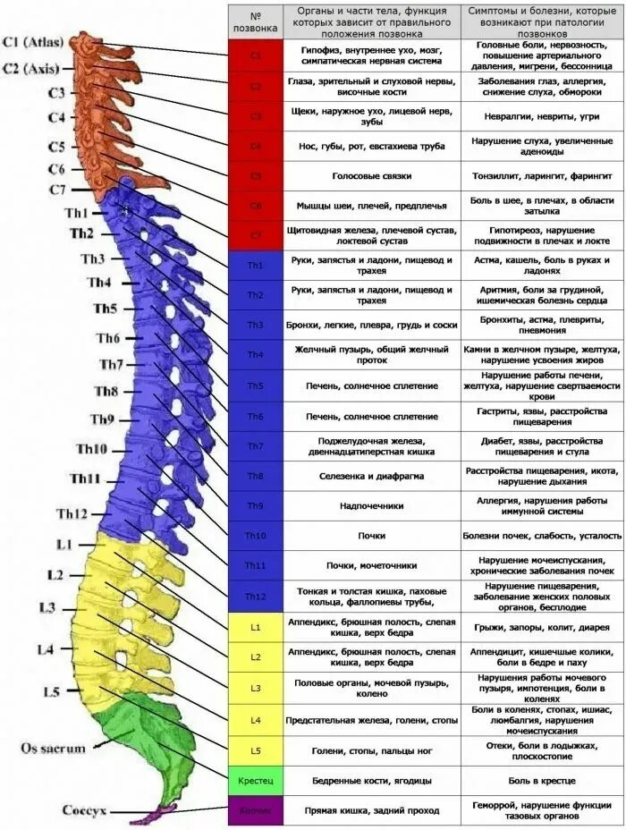 Позвоночник отделы фото и названия ЖАЛОБЫ ПРИ БОЛЯХ ОТДЕЛЬНЫХ ПОЗВОНКОВ И ЧТО ЭТО ОЗНАЧАЕТ Всё о здоровье Фотостран