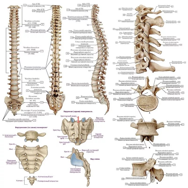 Позвоночник отделы фото и названия Позвоночник человека анатомия рисунок