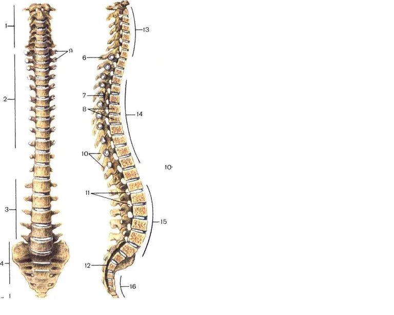 Позвоночник отделы строение фото Ответы Mail.ru: Позвоночник его отделы и изгибы