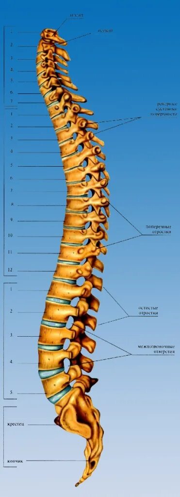 Позвоночник отделы строение фото Строение позвоночника книга песка