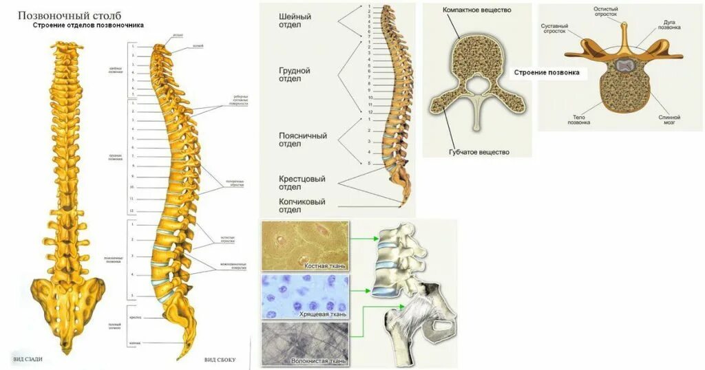 Позвоночник отделы строение фото Боль между лопаток лечение, причины, симптомы, защемление нерва клинка в Москве