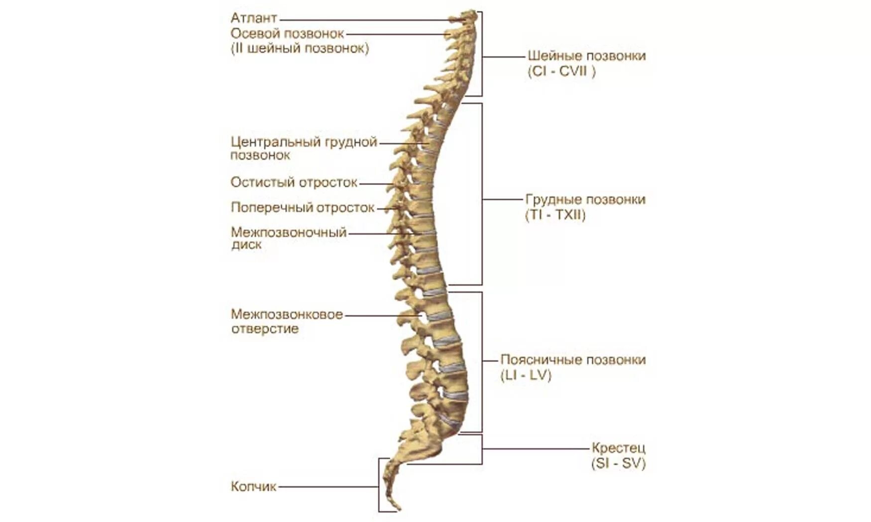 Позвоночник отделы строение фото Позвоночник человека parnas42.ru