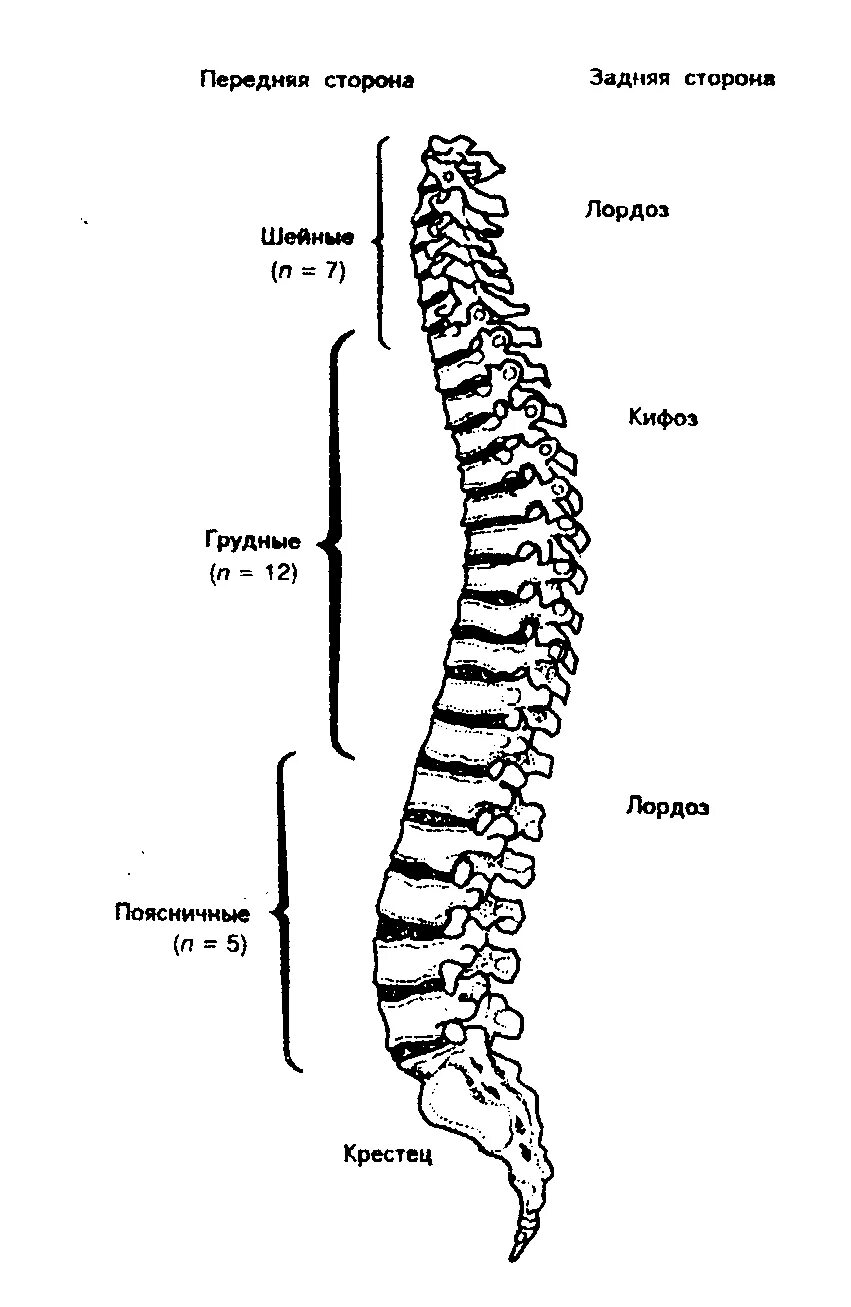 Позвоночник отделы строение фото Общее количество позвонков