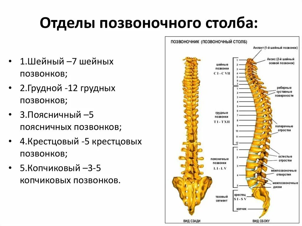 Позвоночник отделы строение фото Название позвонков позвоночника человека