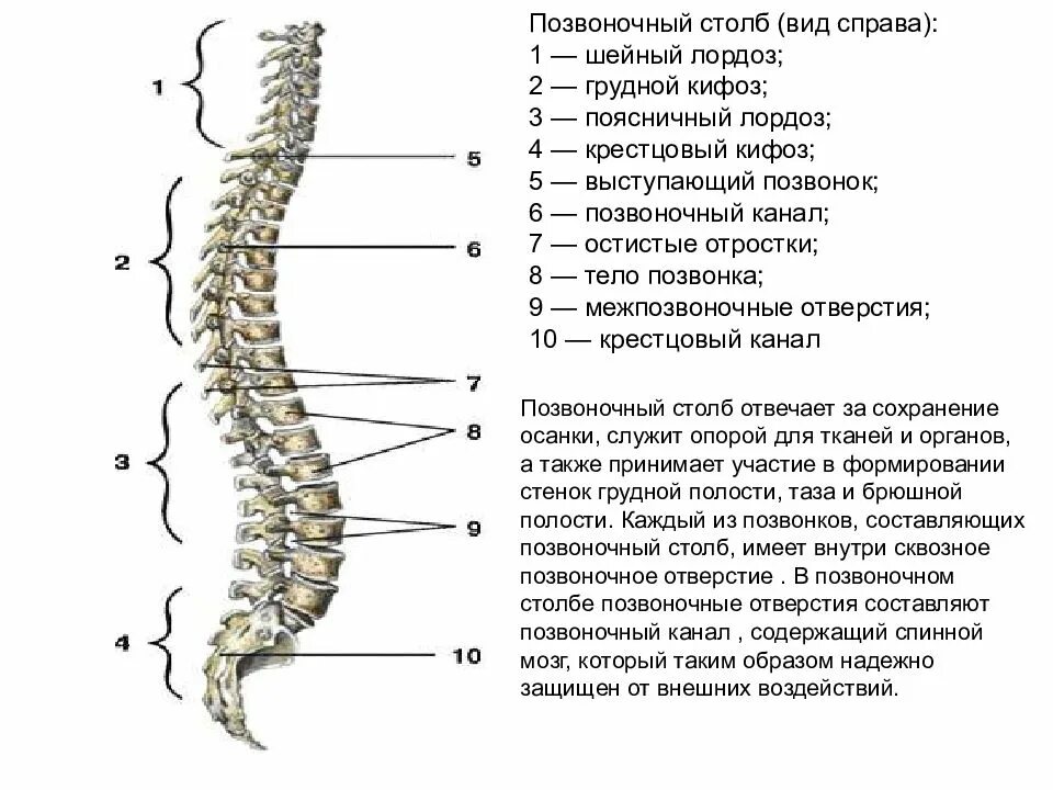 Позвоночник отделы строение фото Сколько шейных позвонков в позвоночнике