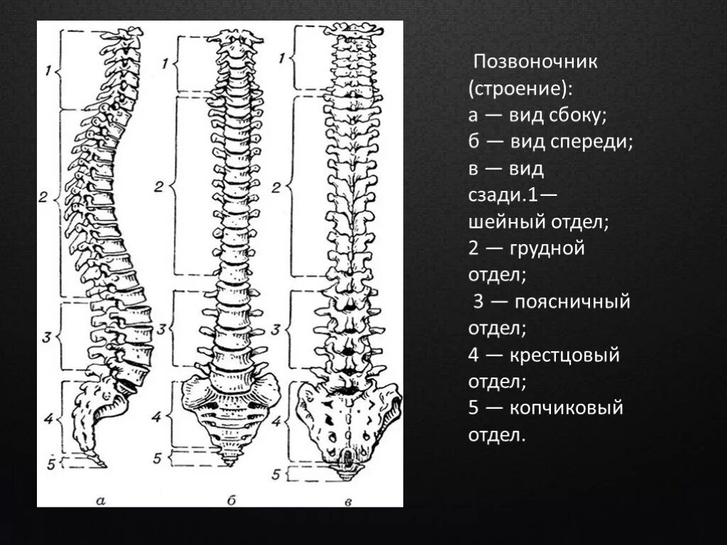 Позвоночник отделы строение нумерация позвонков фото Строение позвоночного столба строение позвонков