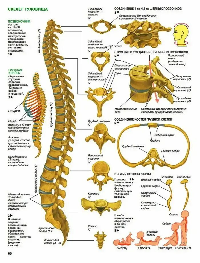 Позвоночник отделы строение нумерация позвонков фото Иллюстрация анатомия человека. позвоночник в стиле инфографика (техническая иллю