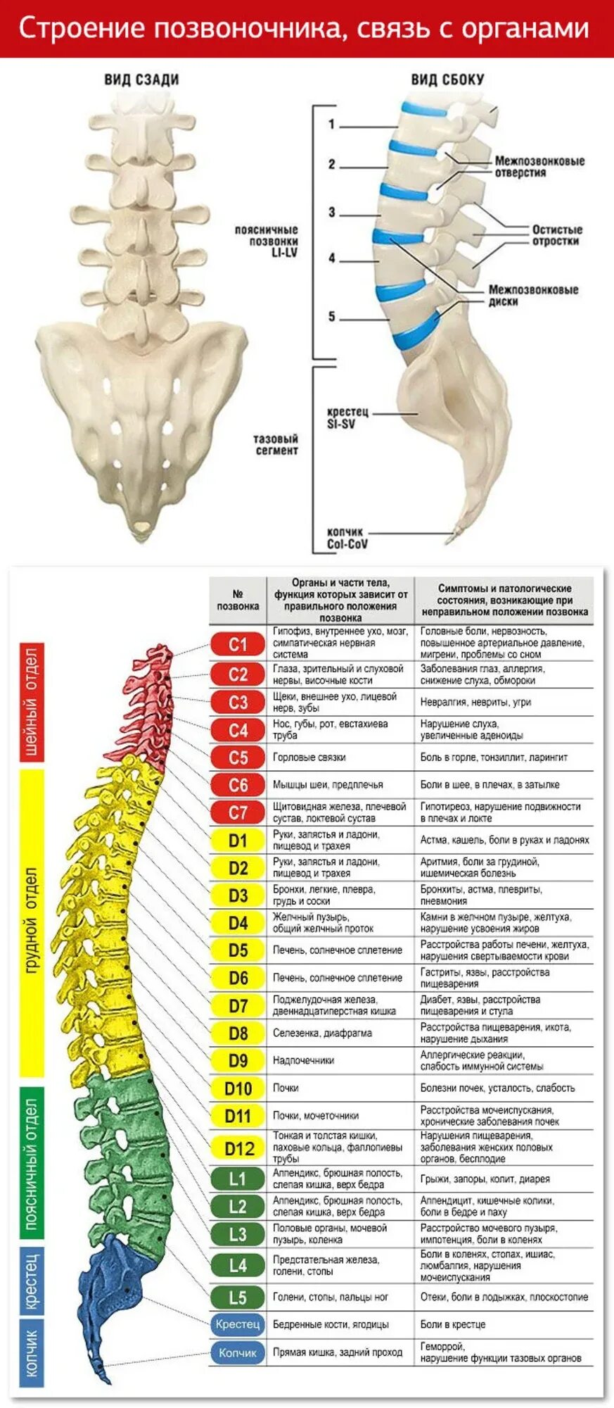 Позвоночник отделы строение нумерация позвонков фото Зоны позвонков