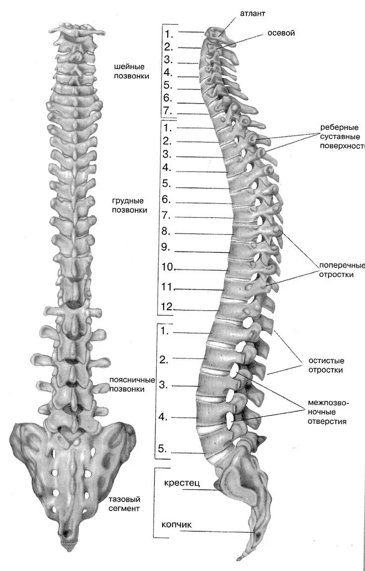 Позвоночник отделы строение нумерация позвонков фото Позвоночник