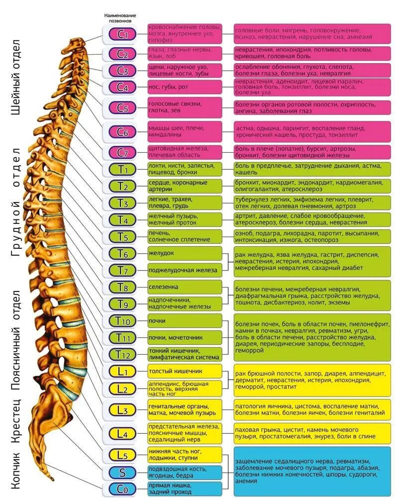 Позвоночник отделы за что отвечают фото 16 ОКТЯБРЯ - ВСЕМИРНЫЙ ДЕНЬ ПОЗВОНОЧНИКА Наглядное пособие о связи позвоночника 
