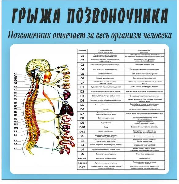 Позвоночник отделы за что отвечают фото Позвоночник отвечает за весь организм! Узнай об этом больше! - Центр кинезитерап