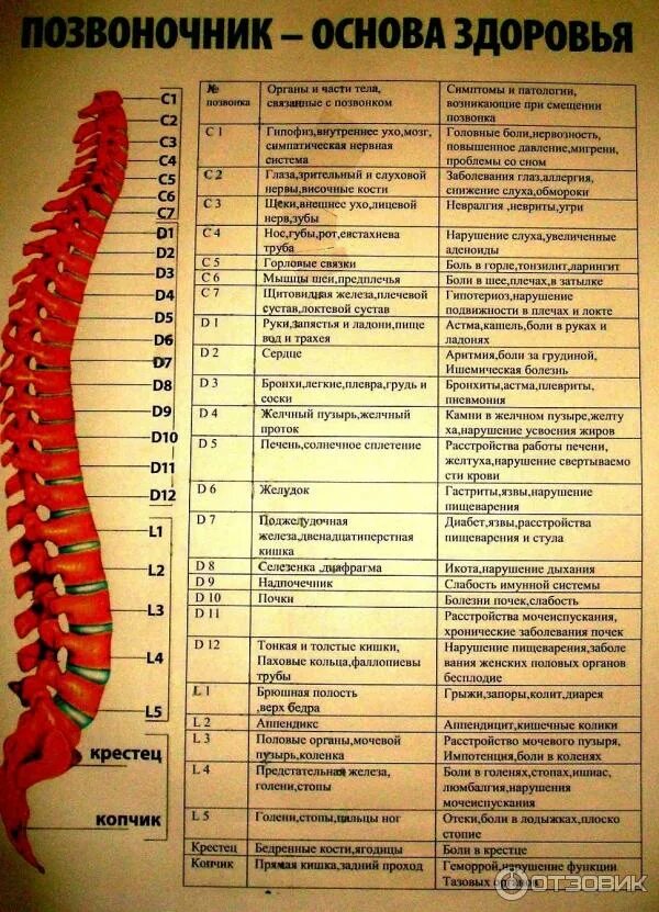 Позвоночник отделы за что отвечают фото Отзыв о Студия аппаратного массажа "Здоровье" (Россия, Пермь) Безусловно, здоров