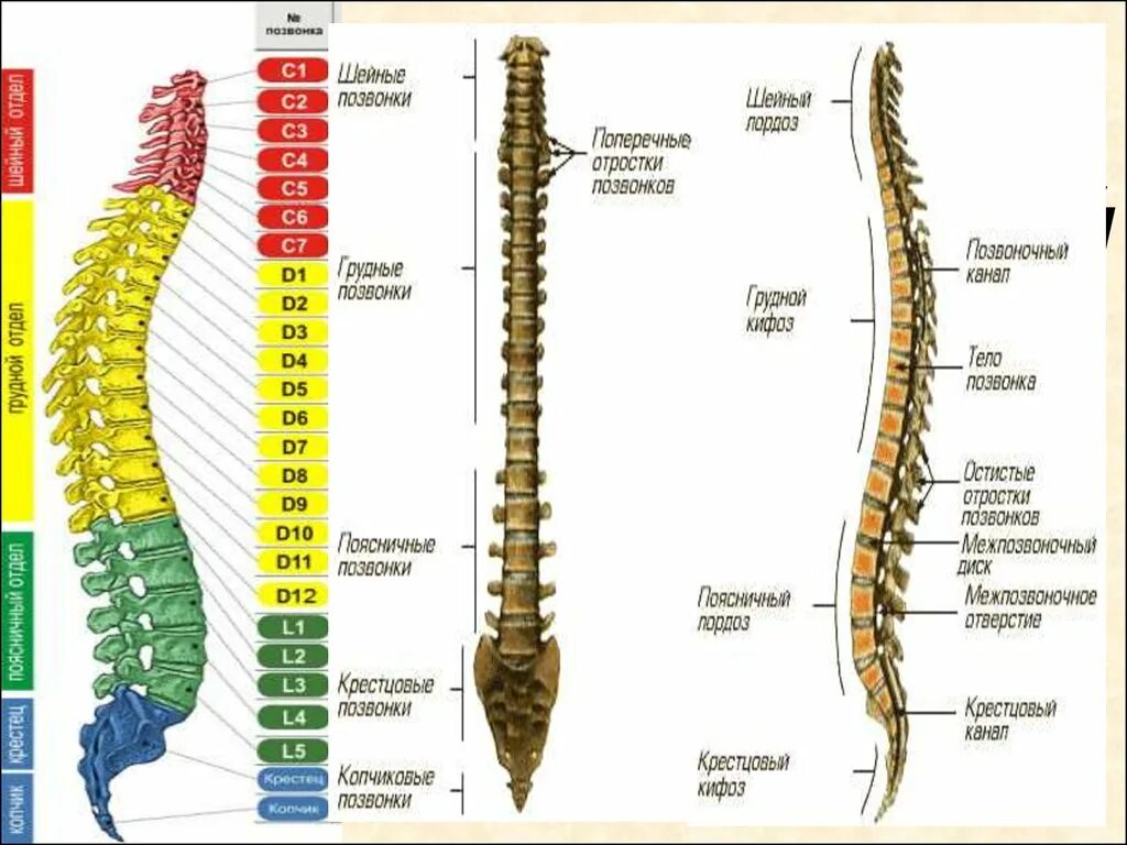 Позвоночник с номерами позвонков и отделом фото Вид кости позвоночника