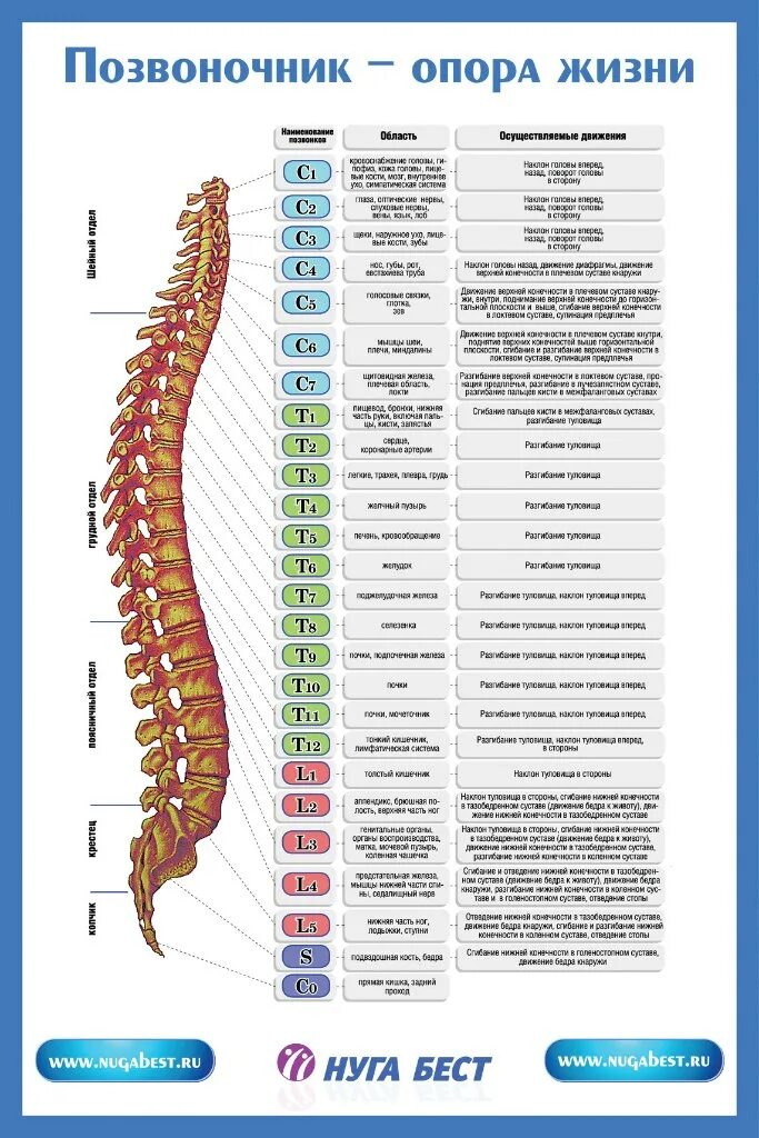 Позвоночник с номерами позвонков и отделом фото П12 Позвоночник опора жизни П12 Позвоночник опора жизни Flickr