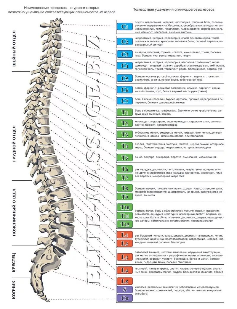 Позвоночник с номерами позвонков и отделом фото 3 ошибки людей с заболеваниями позвоночника