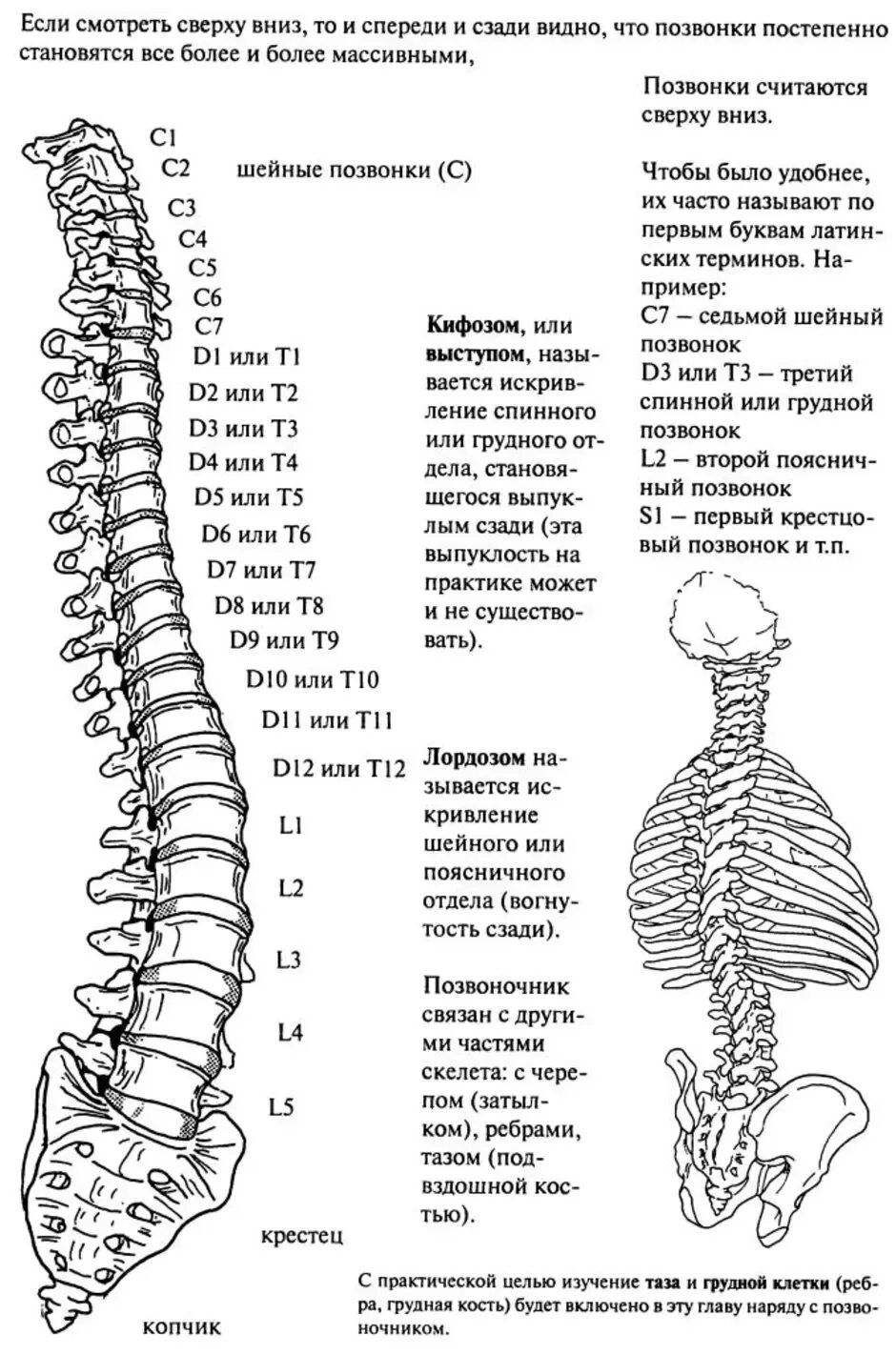 Позвоночник с номерами позвонков и отделом фото Как расположены позвонки