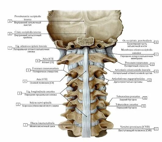 Позвоночник шейный отдел строение фото СИСТЕМА СОЕДИНЕНИЯ КОСТЕЙ