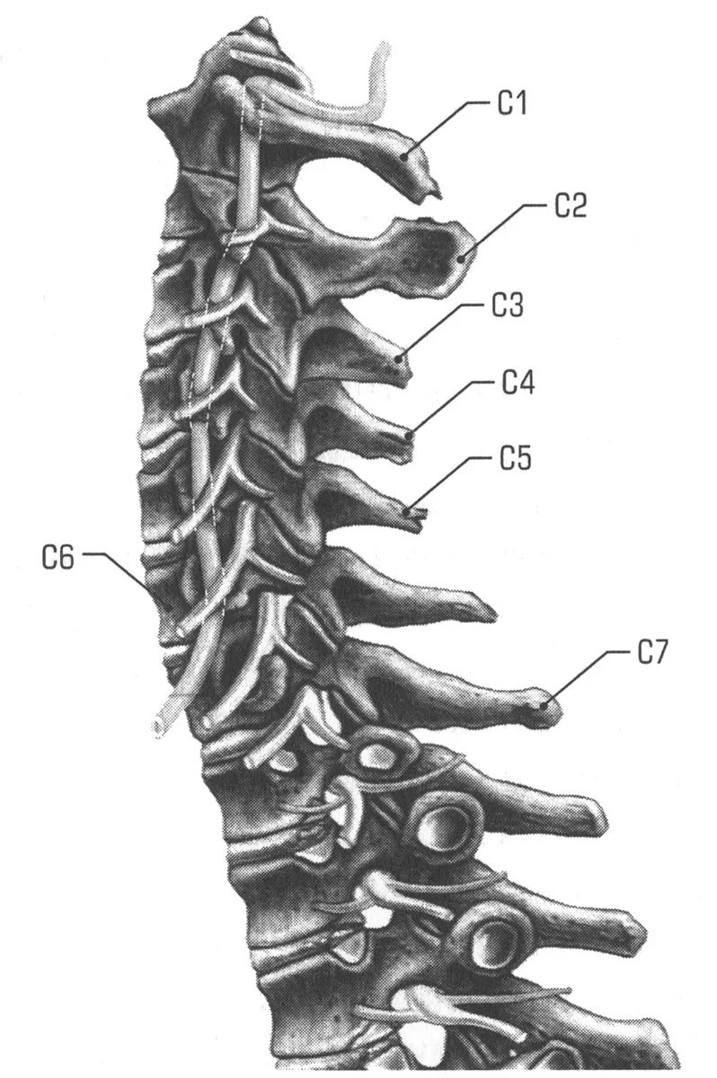 Позвоночник шейный отдел строение фото Медтехника-Интермед в Магнитогорск