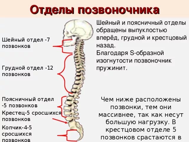 Позвоночник шейный отдел строение фото Анатомия и физиология человека